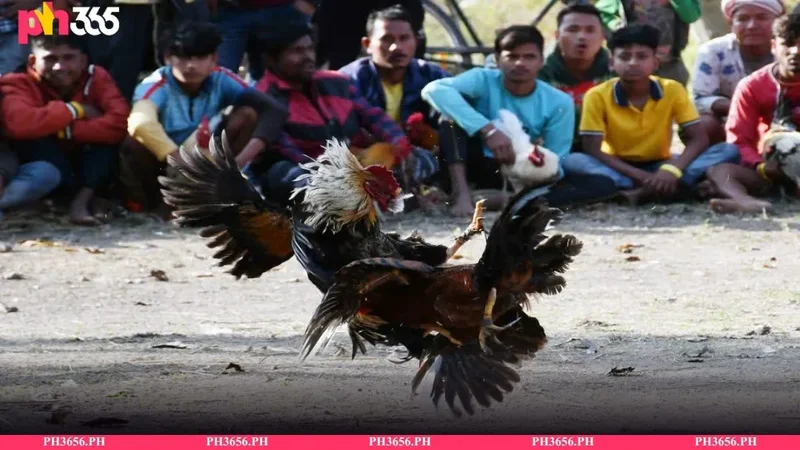 Sabong Betting Strategy Guide — Cockfighting Analysis & Tips
