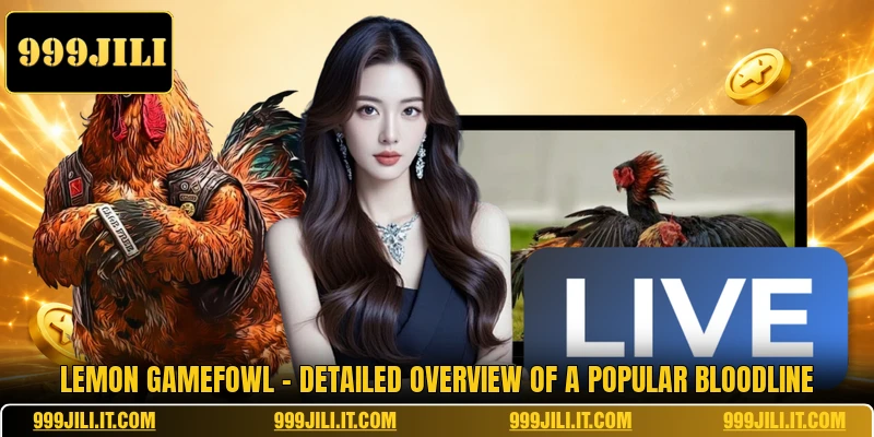 Lemon Gamefowl - Detailed Overview Of A Popular Bloodline