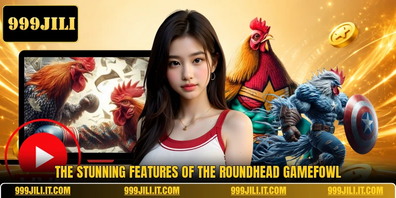 The stunning features of the Roundhead Gamefowl